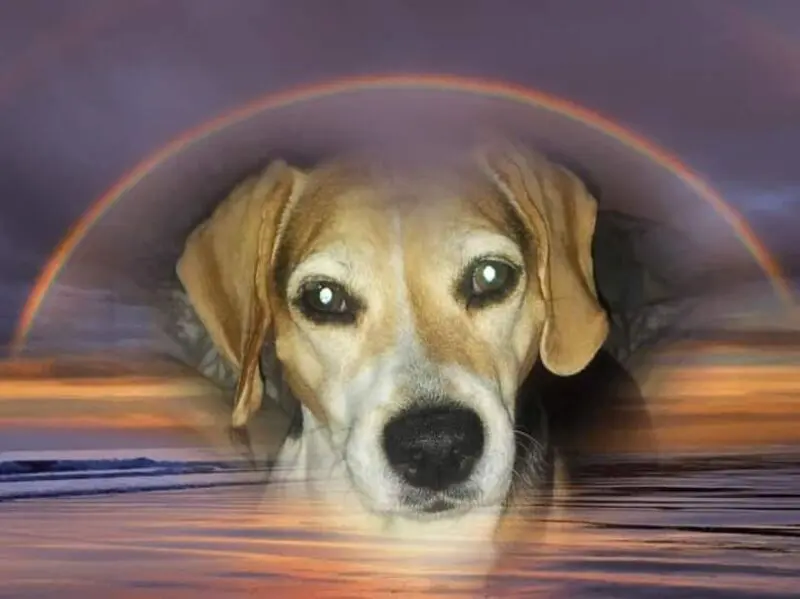 Condolence image of ❤ Ich liebe Dich ❤