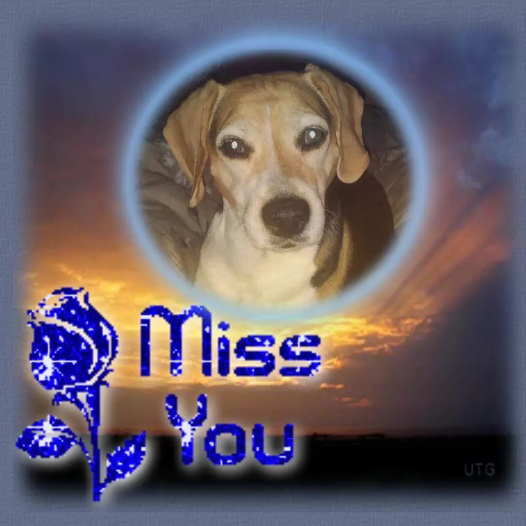 Condolence image of Sabine mit Luna & Milo tief im Herzen