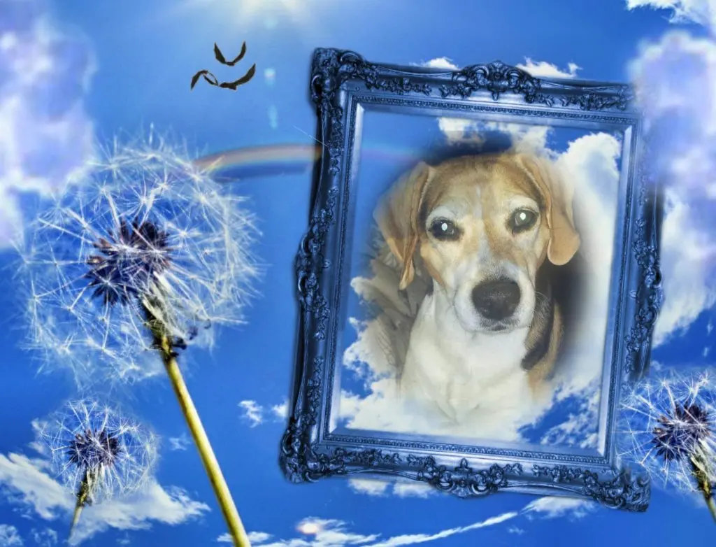 Condolence image of Sabine mit Luna & Milo tief im Herzen 