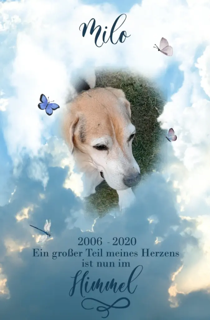 Condolence image of Sabine mit Luna & Milo tief im Herzen 
