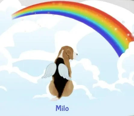 Condolence image of Sabine mit Luna & Milo tief im Herzen 