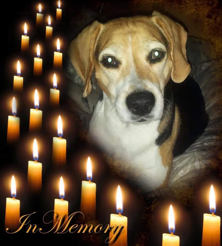 Condolence image of Sabine mit Luna & Milo tief im Herzen 