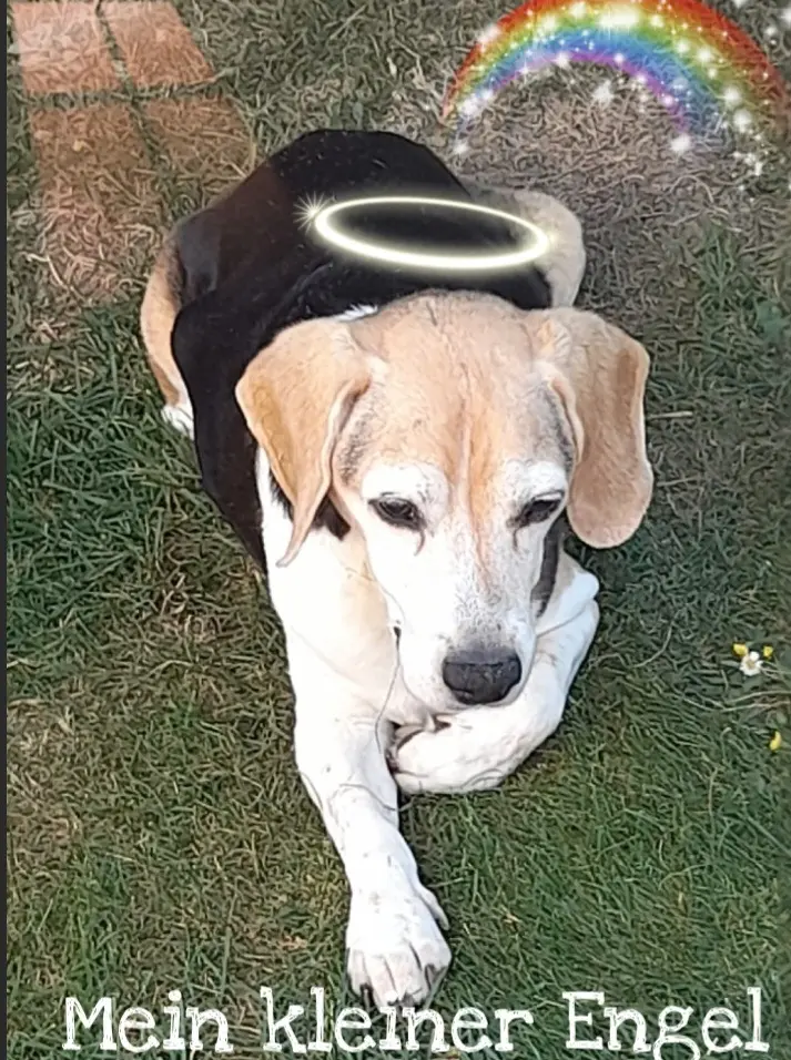 Condolence image of Sabine mit Luna & Milo tief im Herzen 