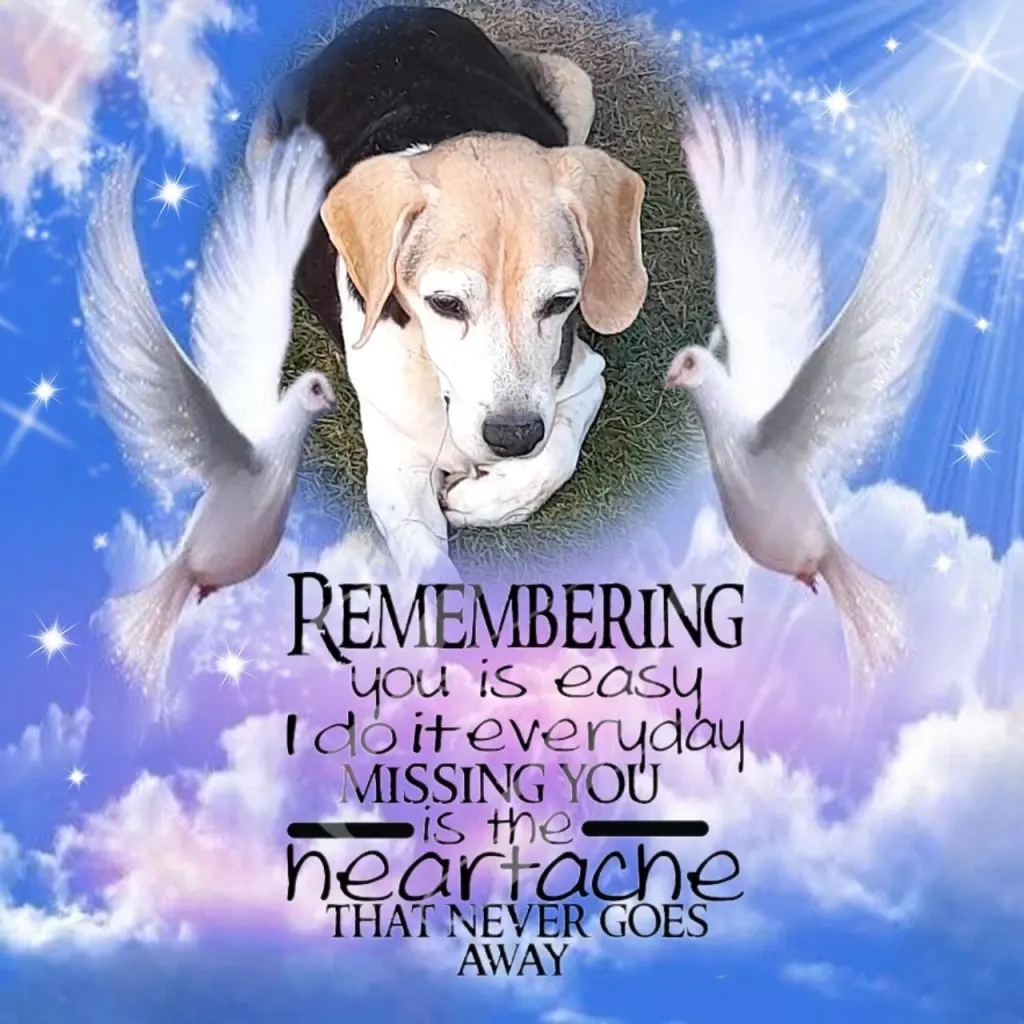 Condolence image of Sabine mit Luna & Milo tief im Herzen