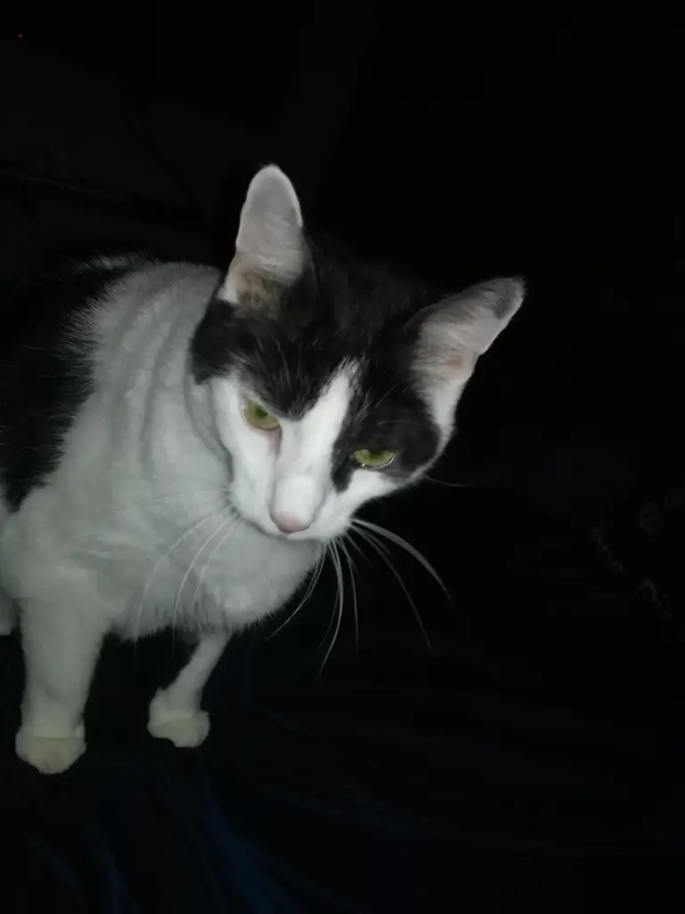 Image from Tiger