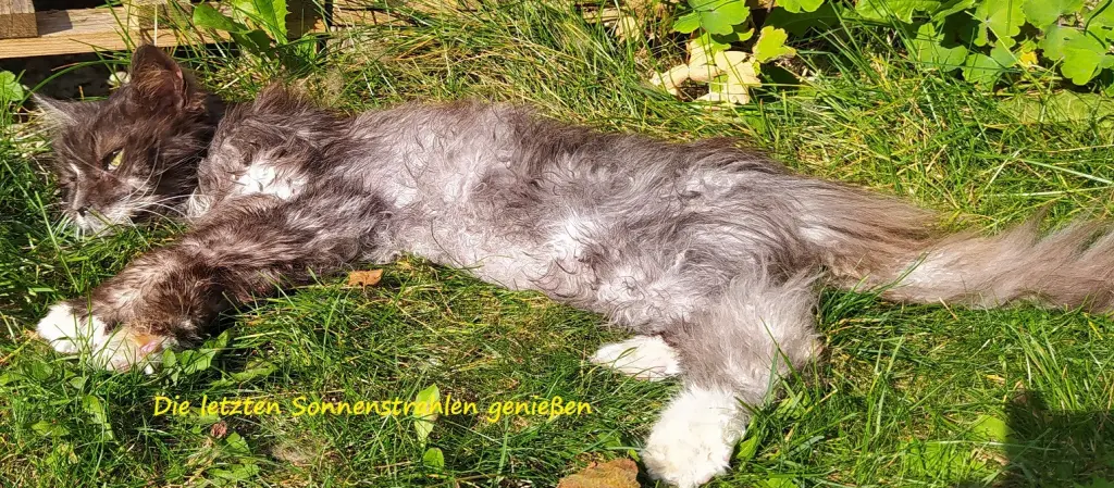 Bild von Bärchen