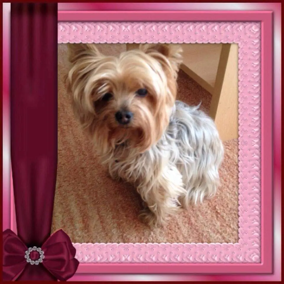 Condolence image of Ilona