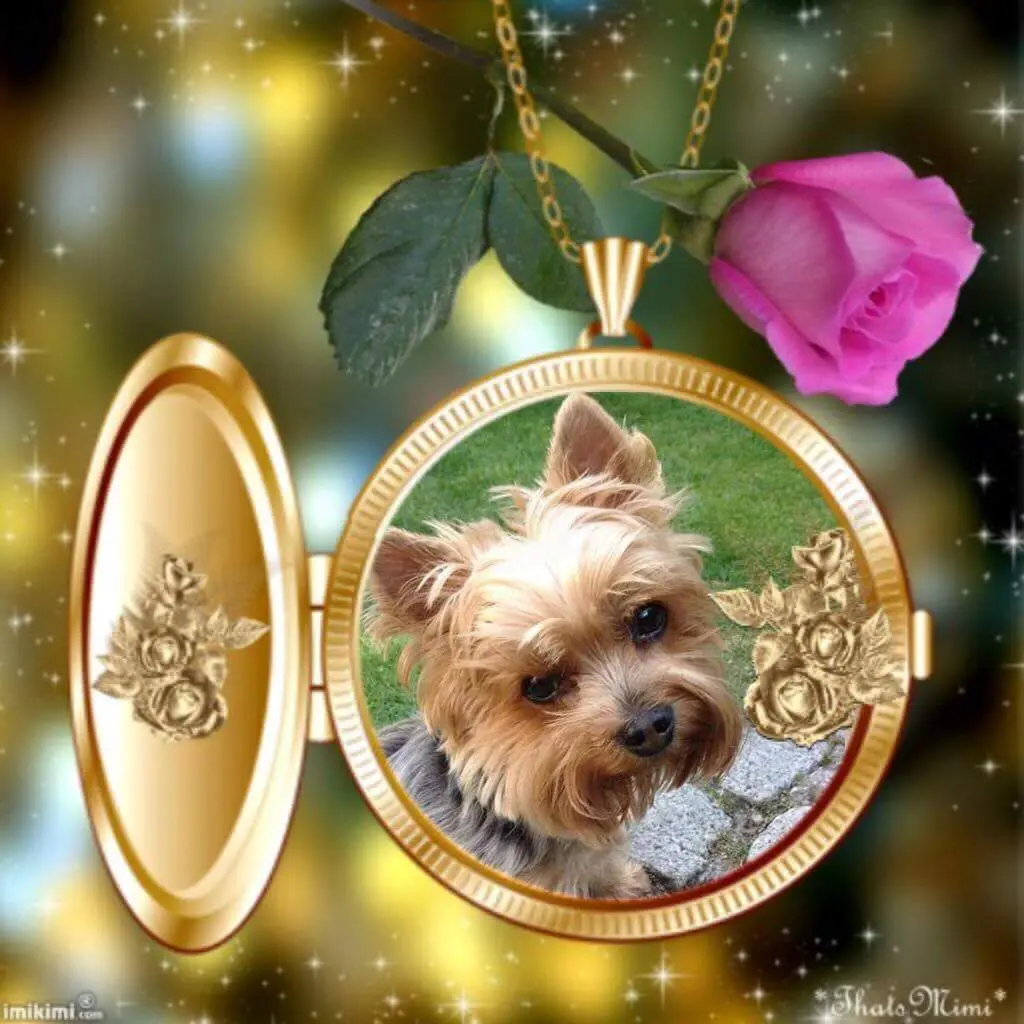 Condolence image of Ilona