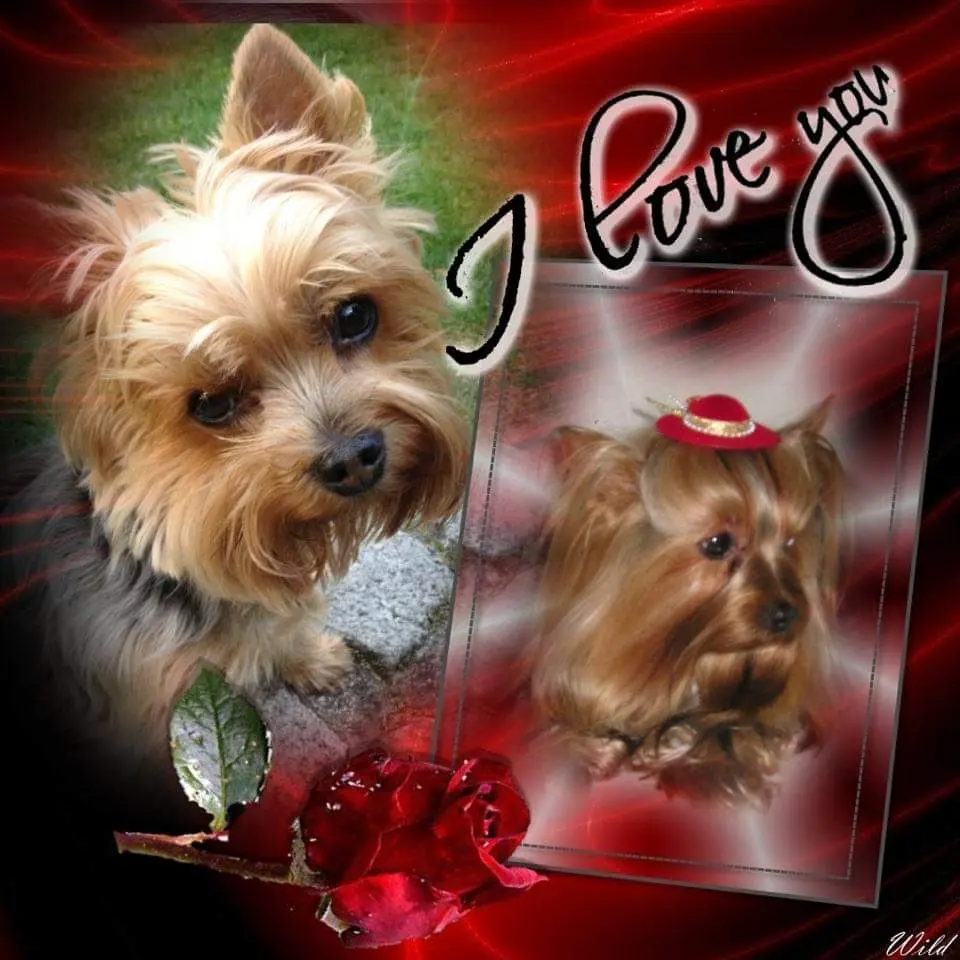 Condolence image of Ilona