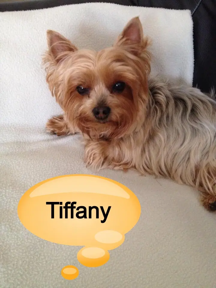 Image from Tiffany