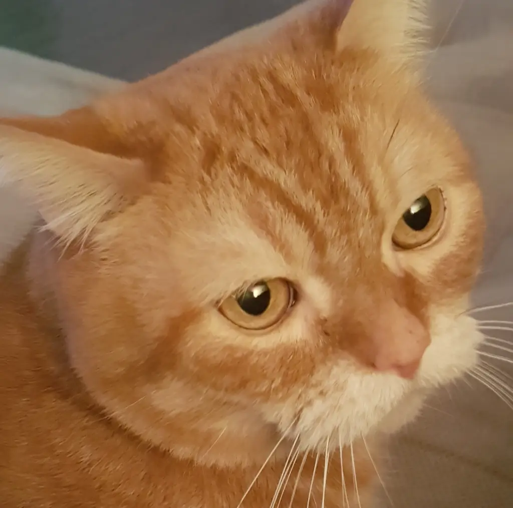 Image from Tigger