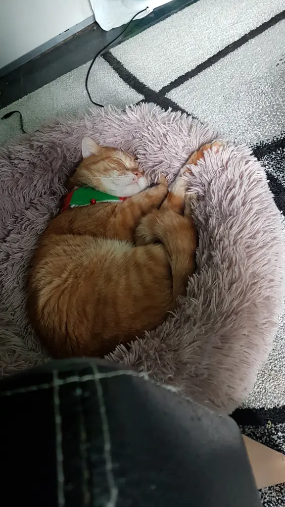 Image from Tigger