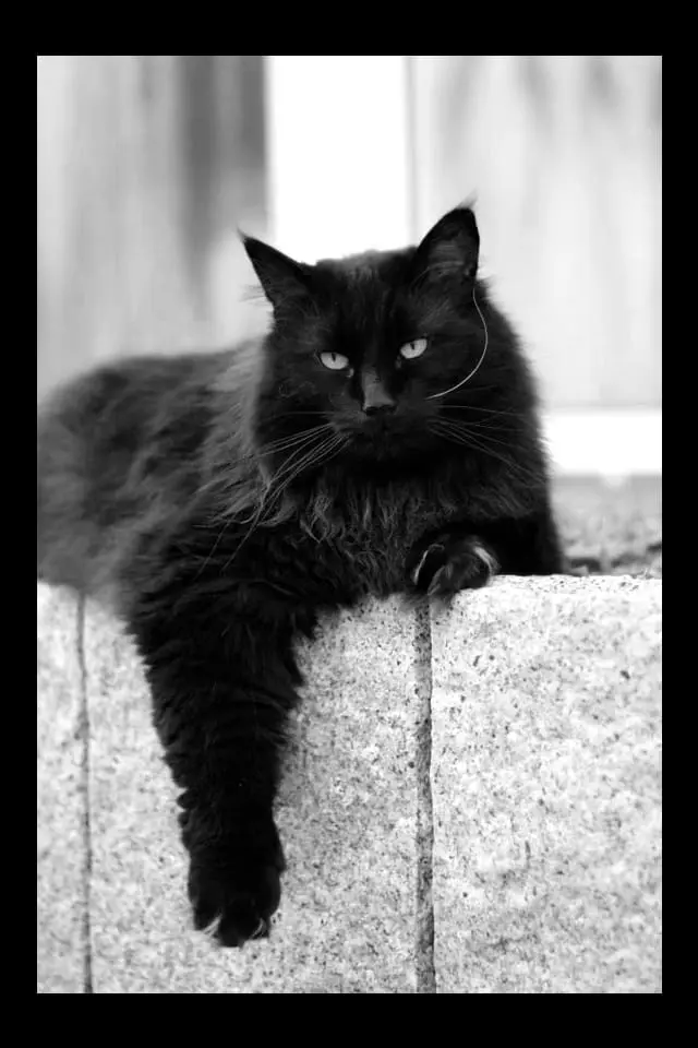 Image from Bagheera