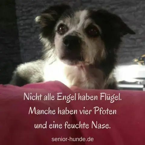 Condolence image of Andrea mit Minki im ❤ gest.19.10.20