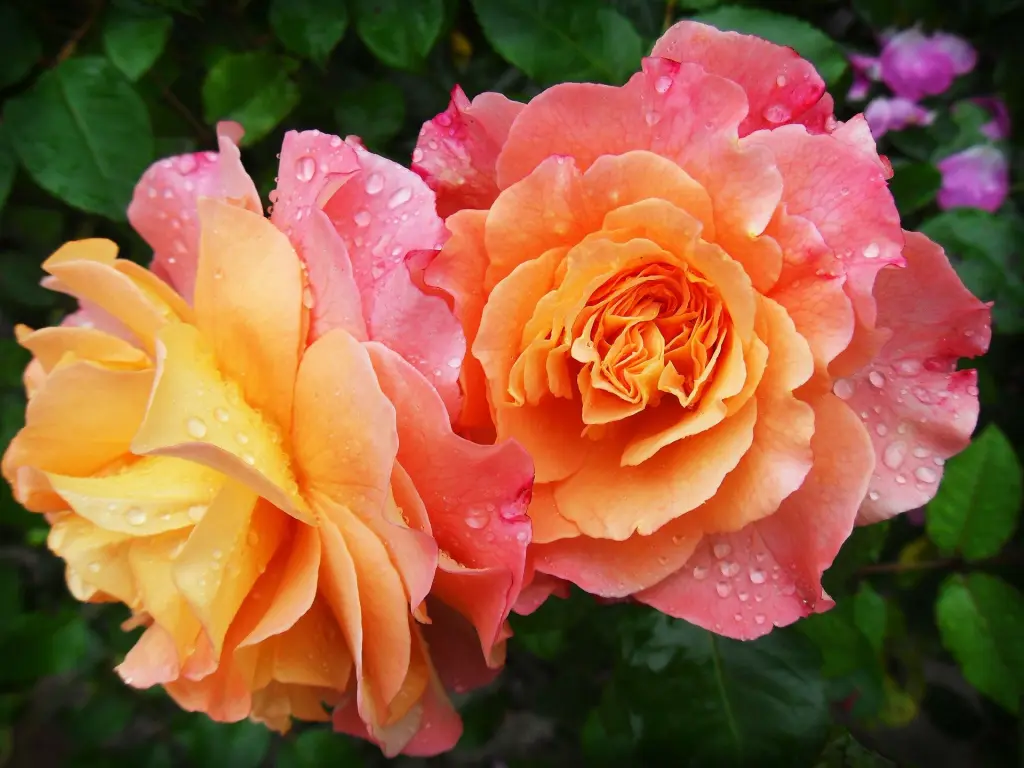 Condolence image of Unbekannt