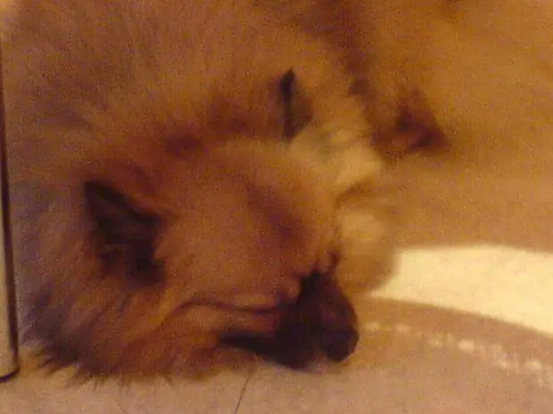 Condolence image of Alice
