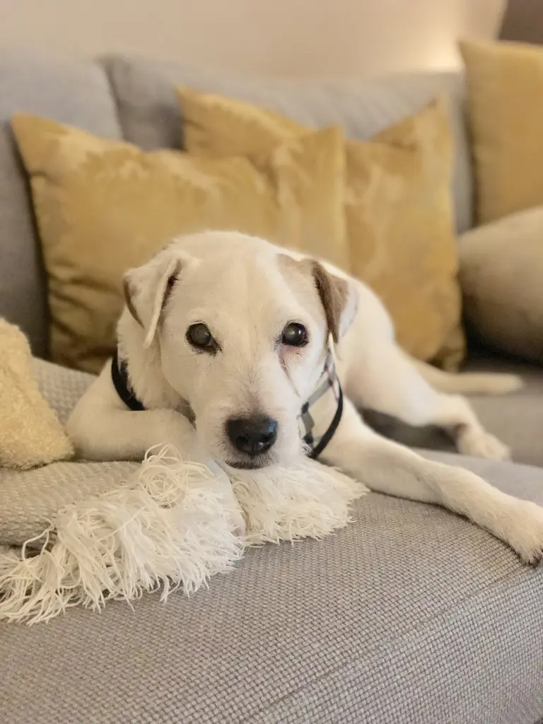 Image from Toffee