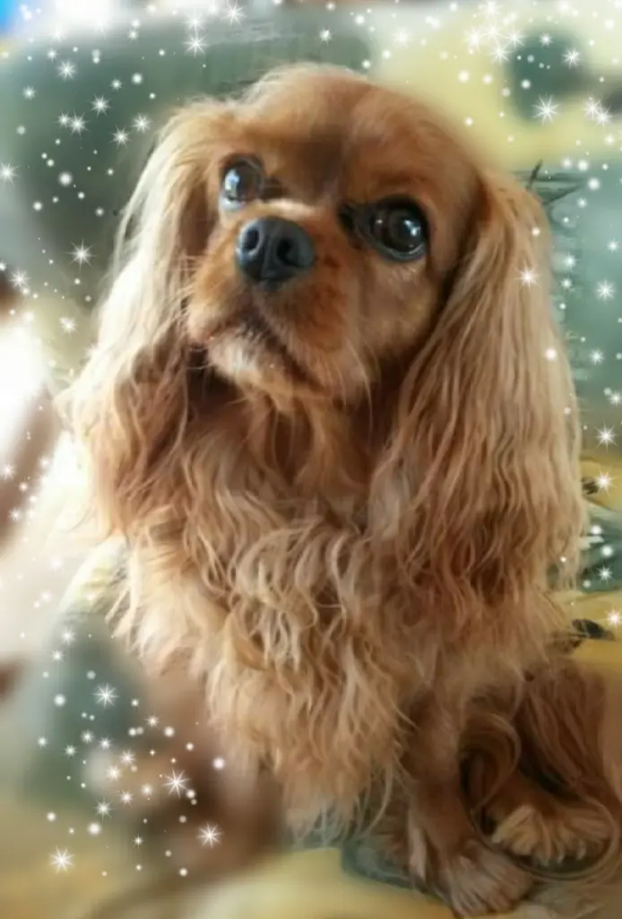 Condolence image of Marion mit Ruby im Herzen