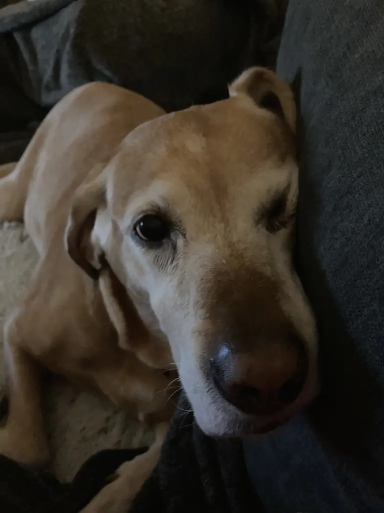 Condolence image of Sylvia