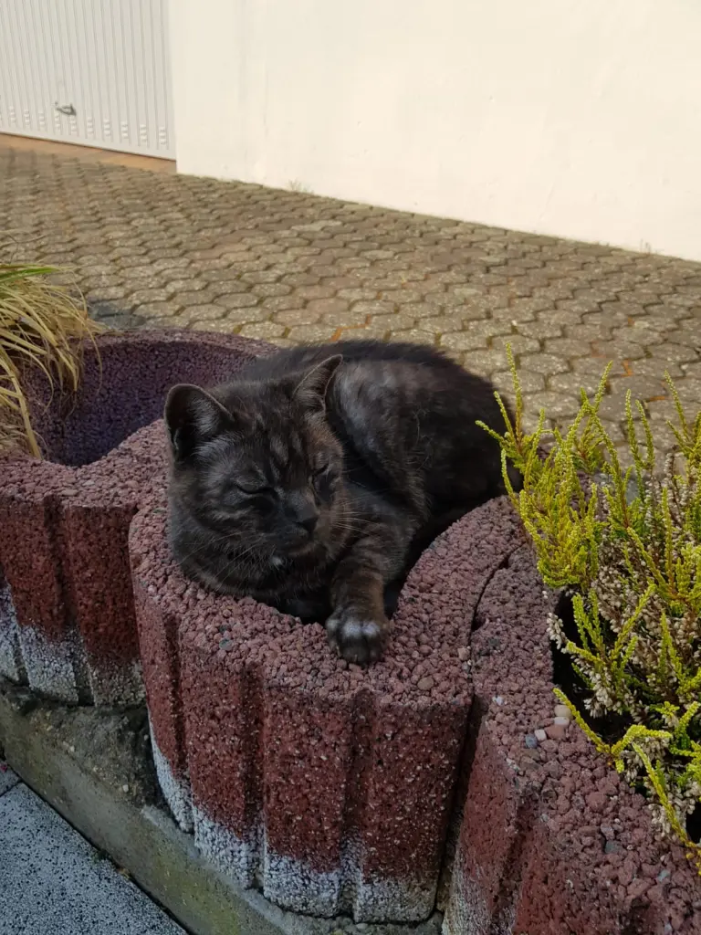 Bild von Balou