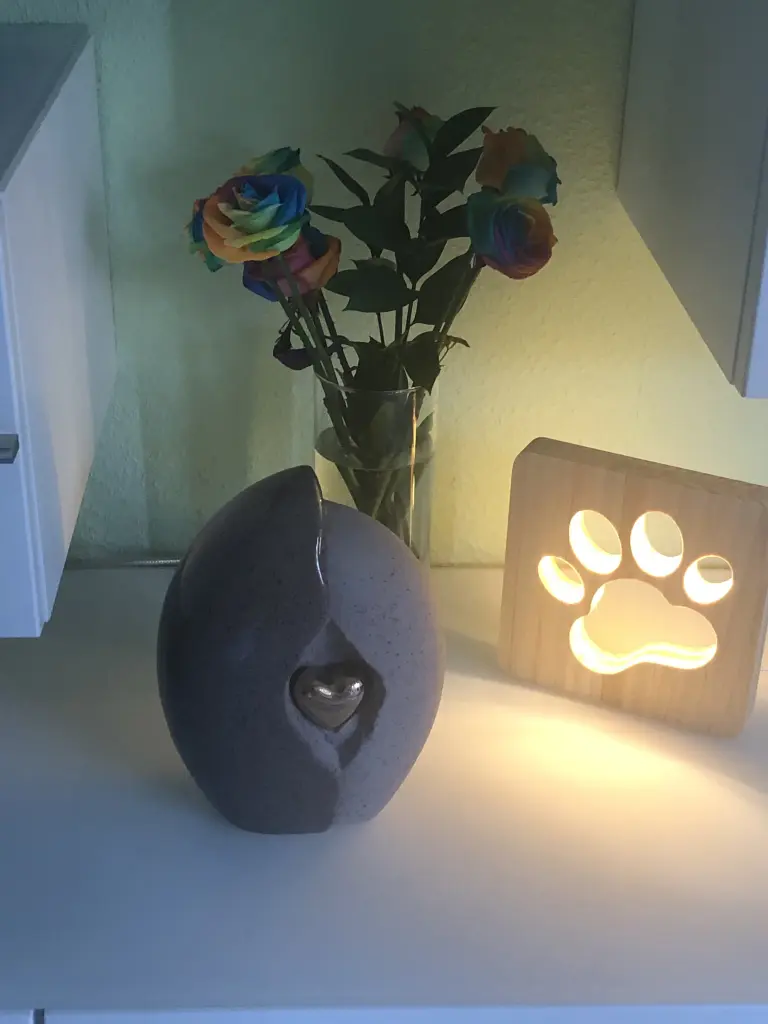Image from Lucy