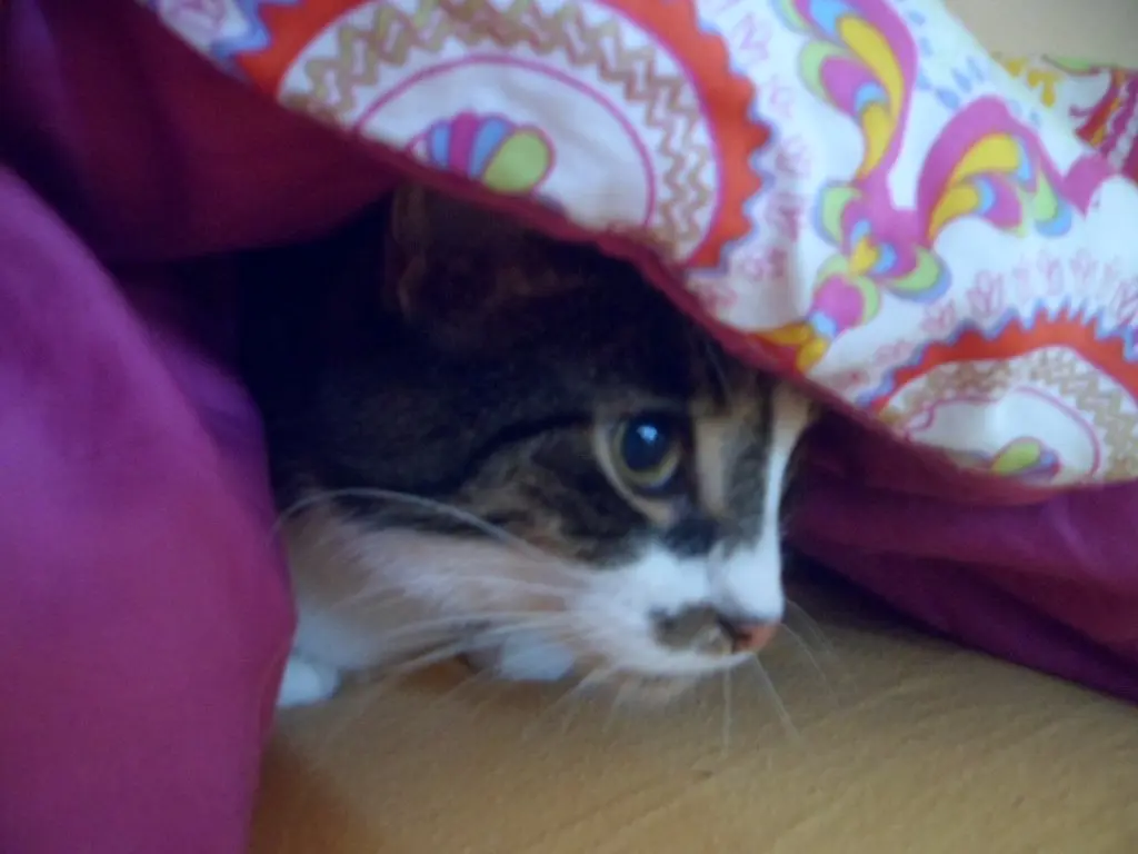 Condolence image of Sabine mit Gizmo im Herzen