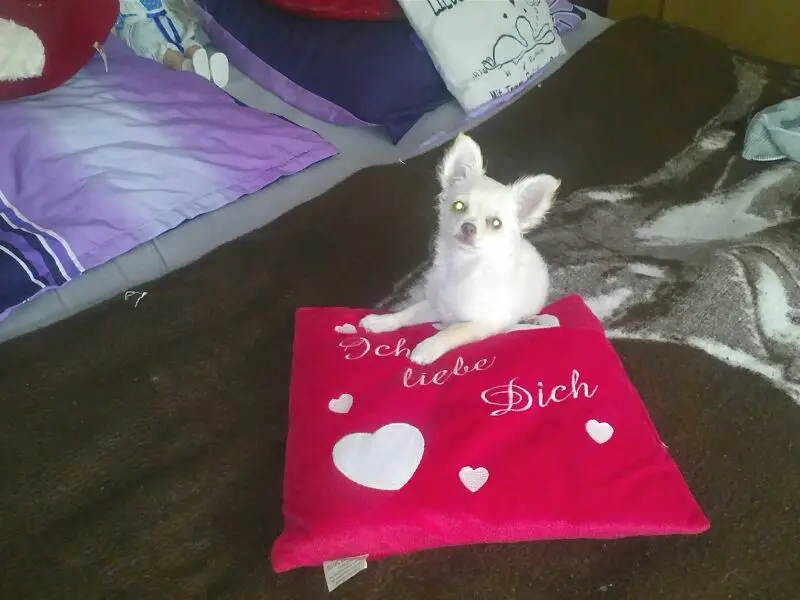 Image from Chichi (oder Chich)