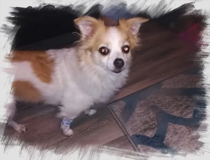 Condolence image of Norbert mit Seelenhund Sue