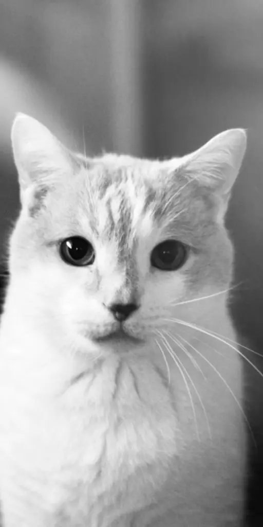 Image from Geronimo