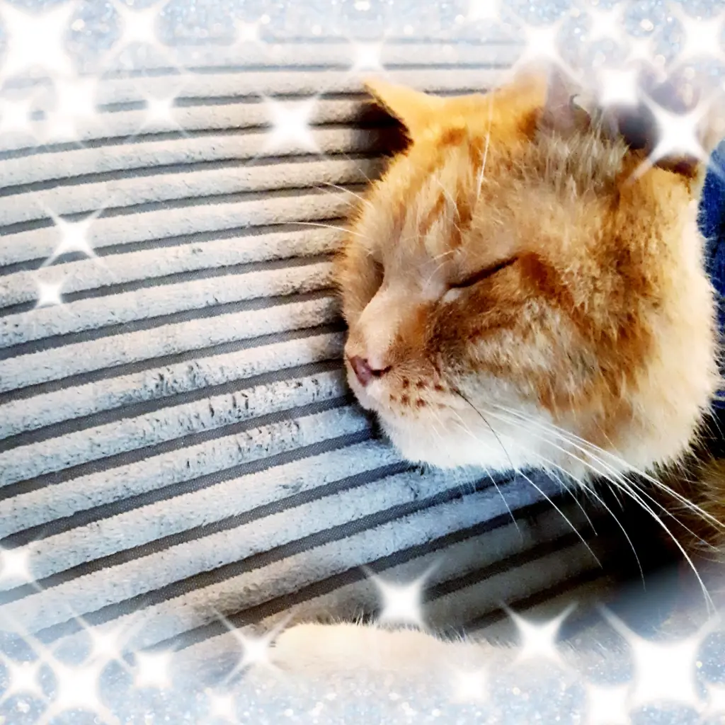 Image from Garfield 