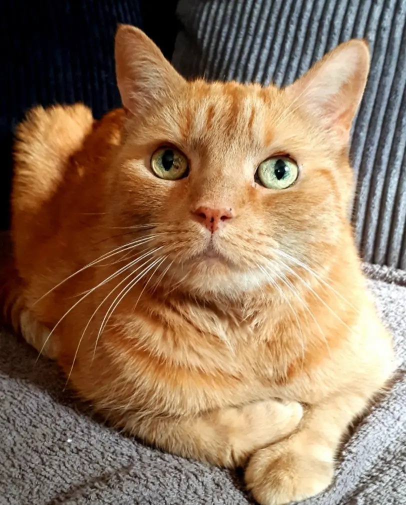 Image from Garfield