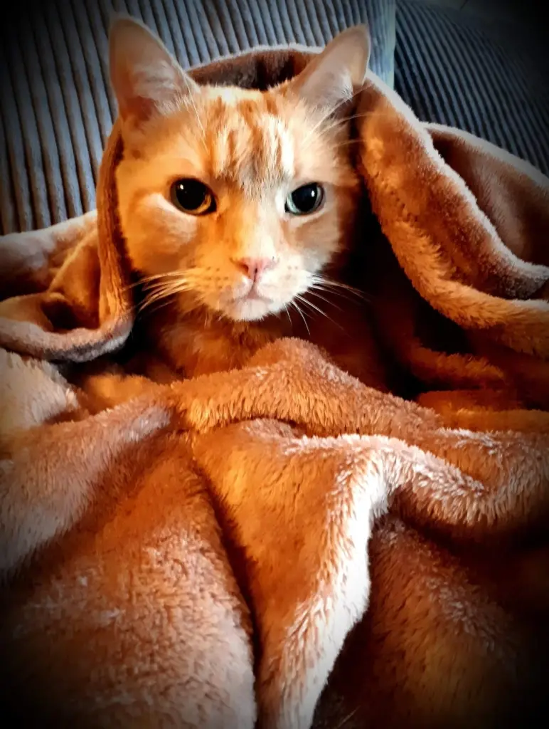 Image from Garfield