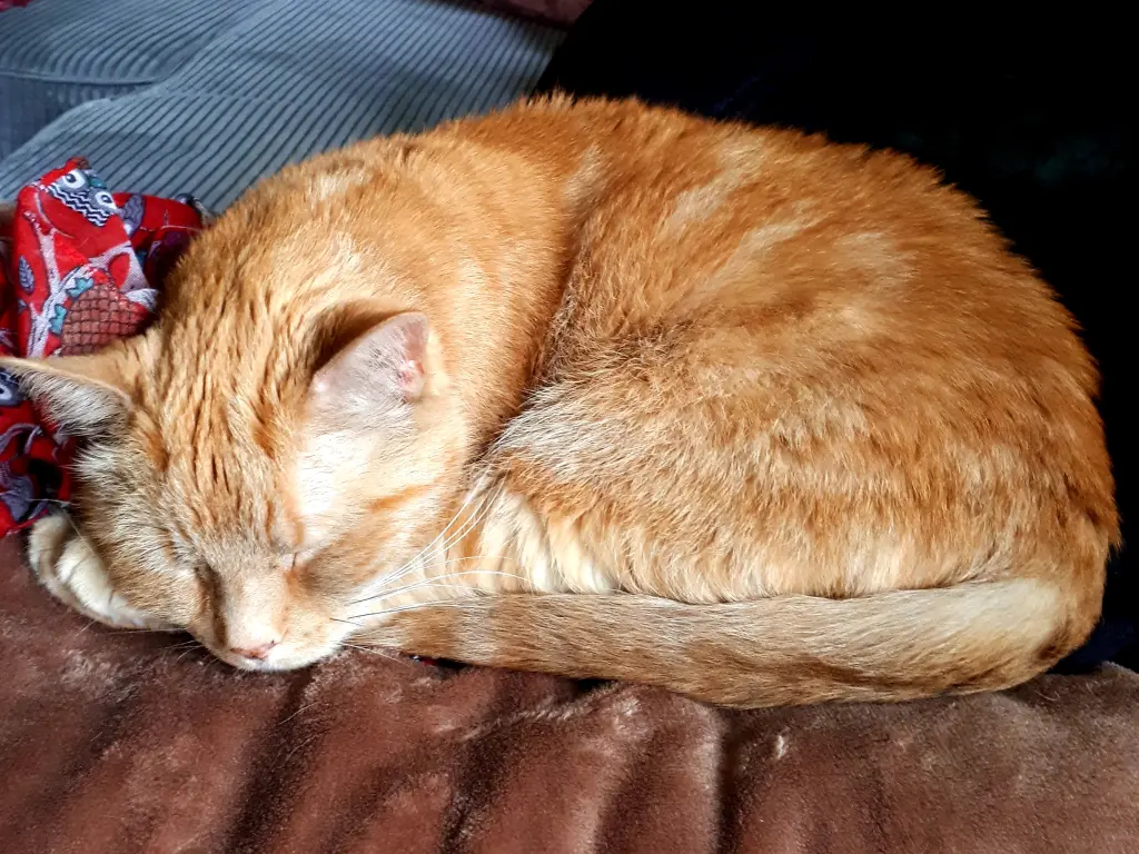 Image from Garfield