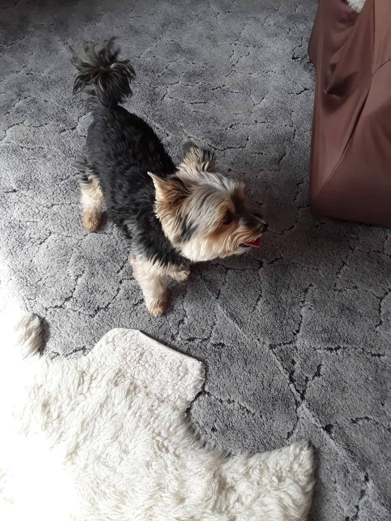 Image from Flocky