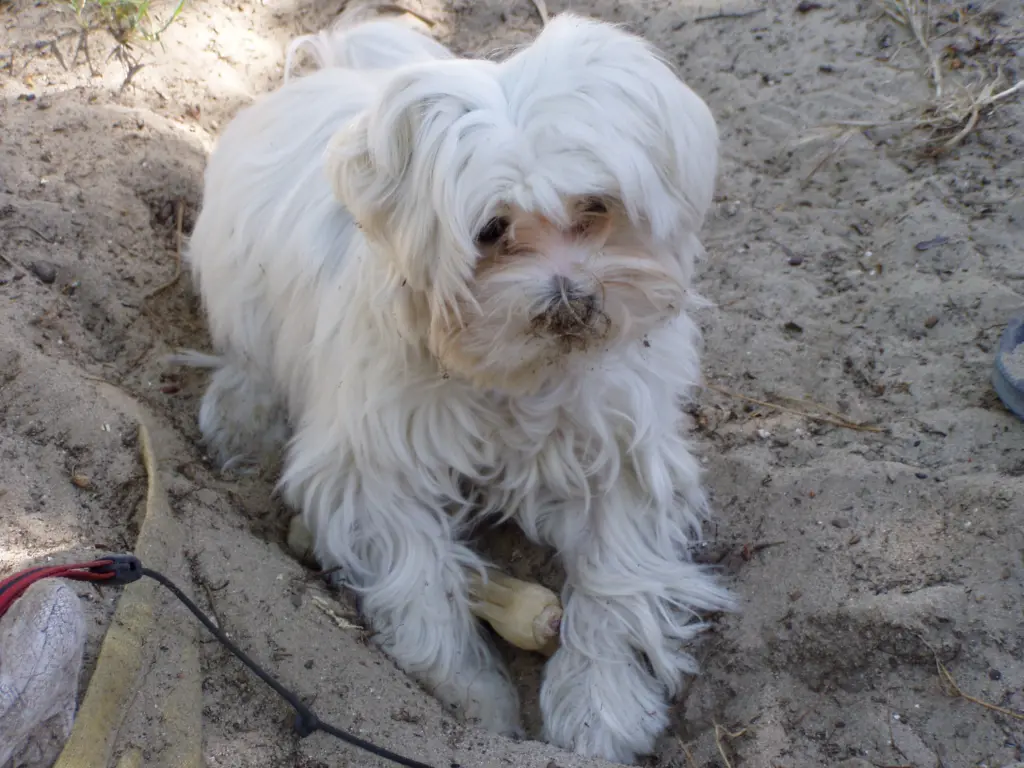 Image from Pepe