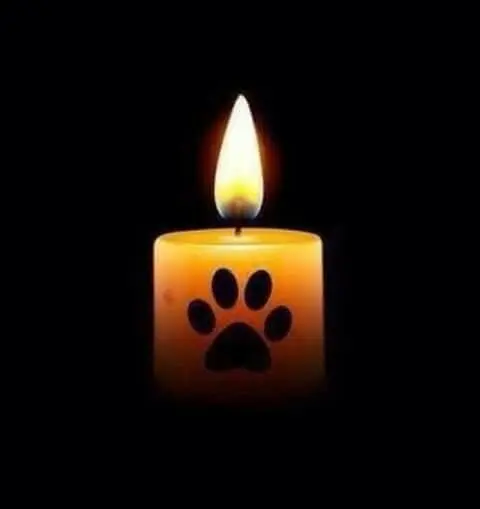 Condolence image of Andrea mit Minki im ❤ gest.19.10.20