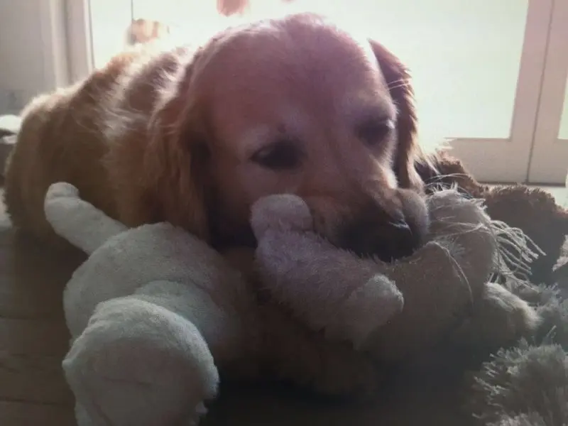 Condolence image of Sylvie