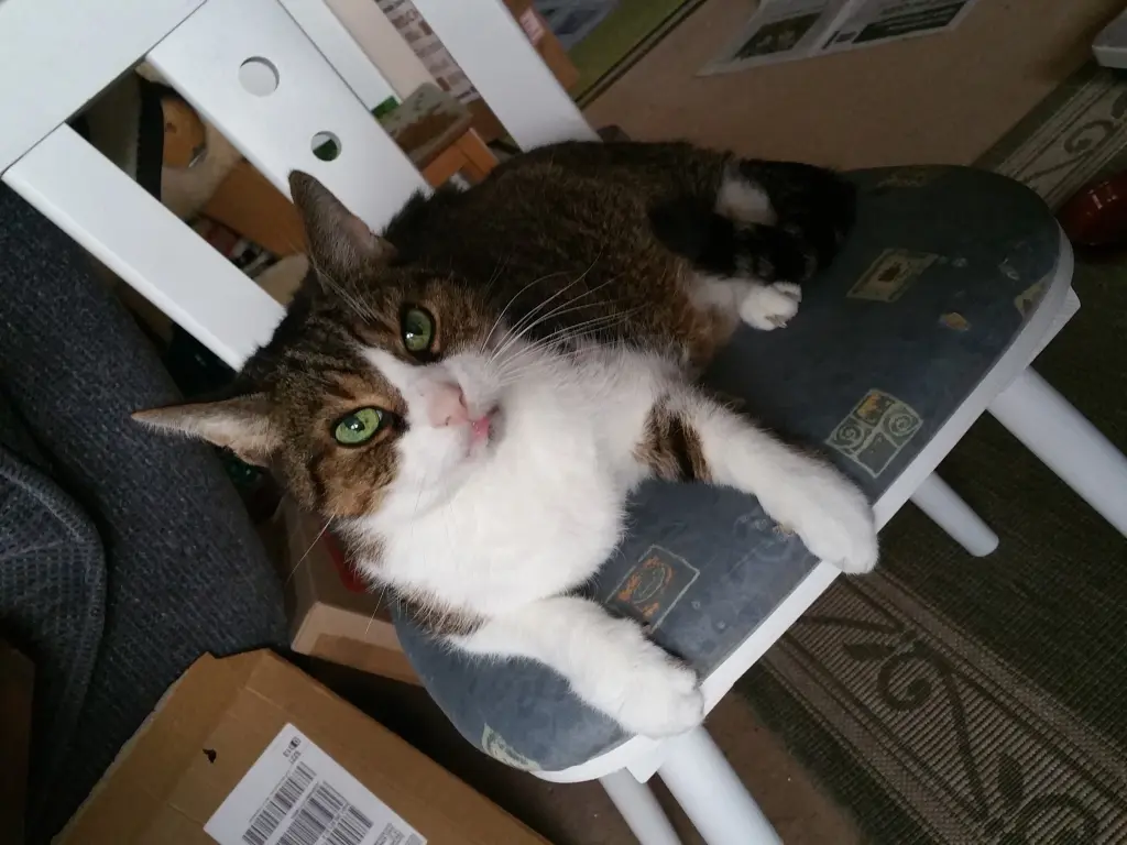 Image from Pepper