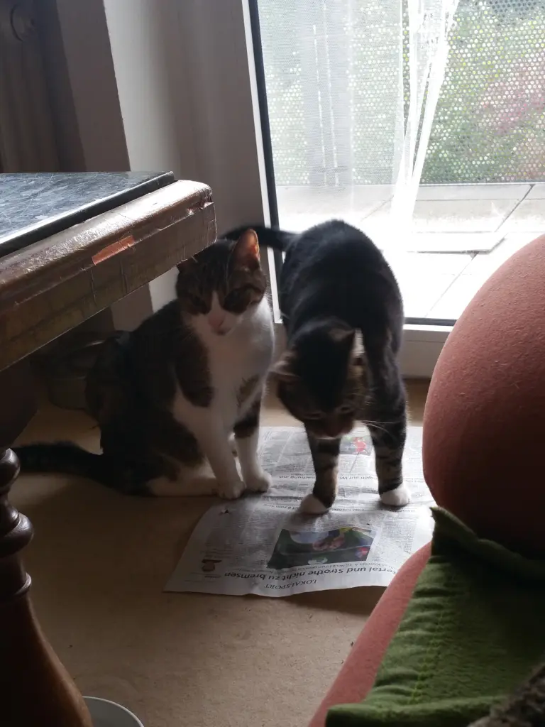 Image from Pepper