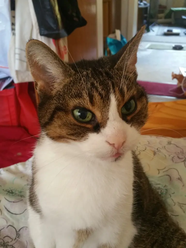 Image from Pepper