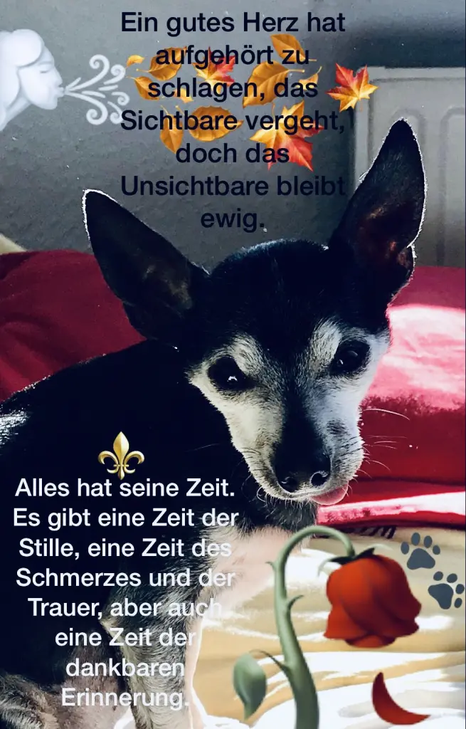 Image from Sparky