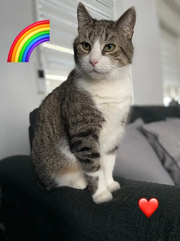 Image from Felix