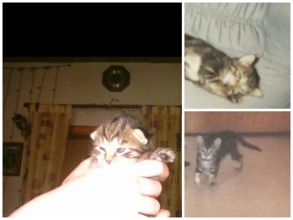 Image from Tigerli