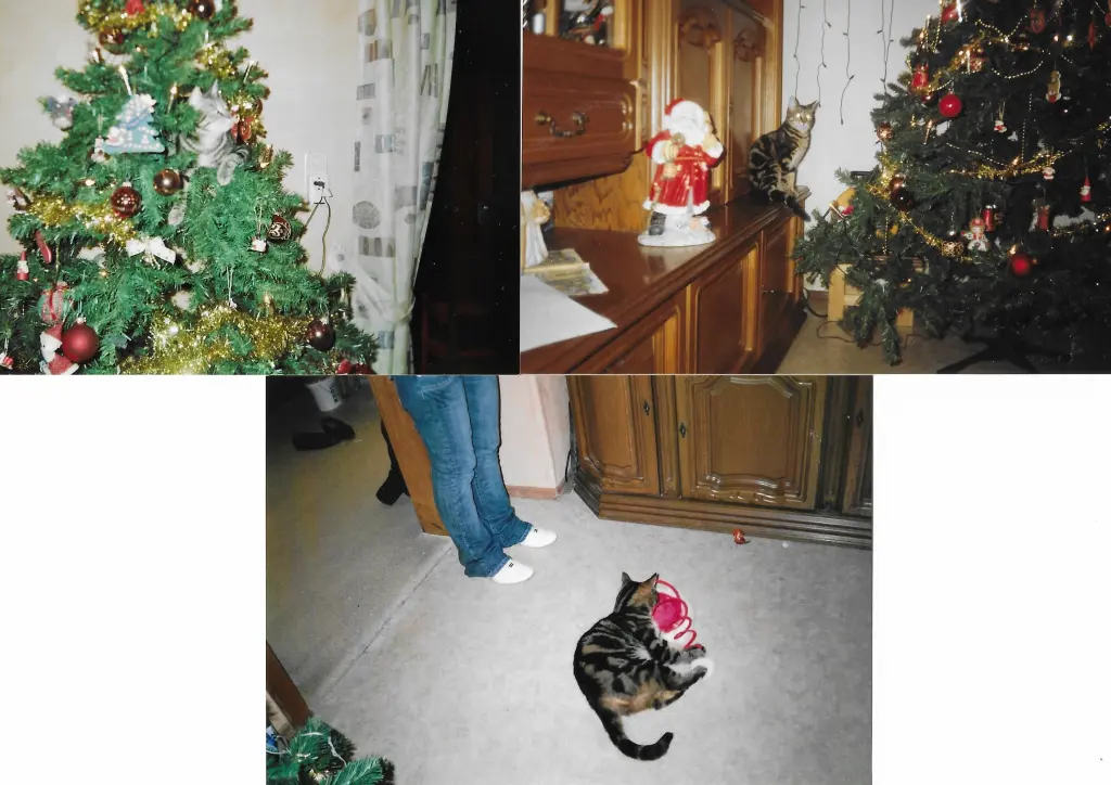Image from Tigerli