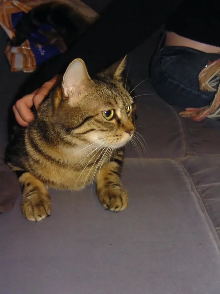 Image from Tigerli