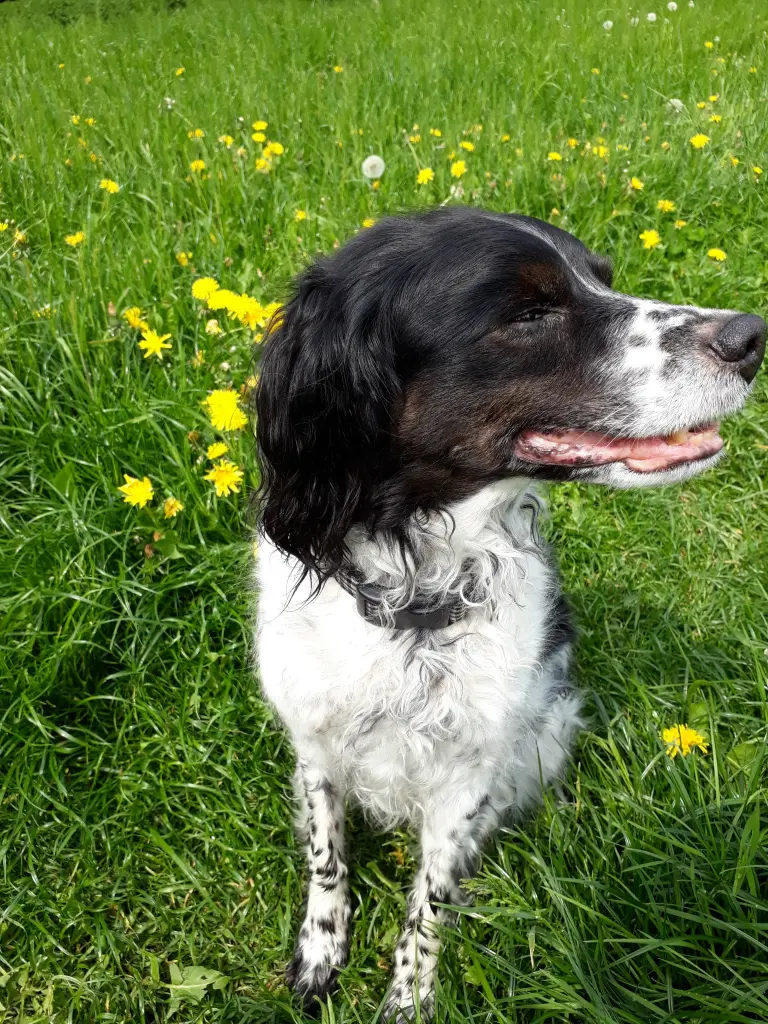 Andachtsbild von Iris