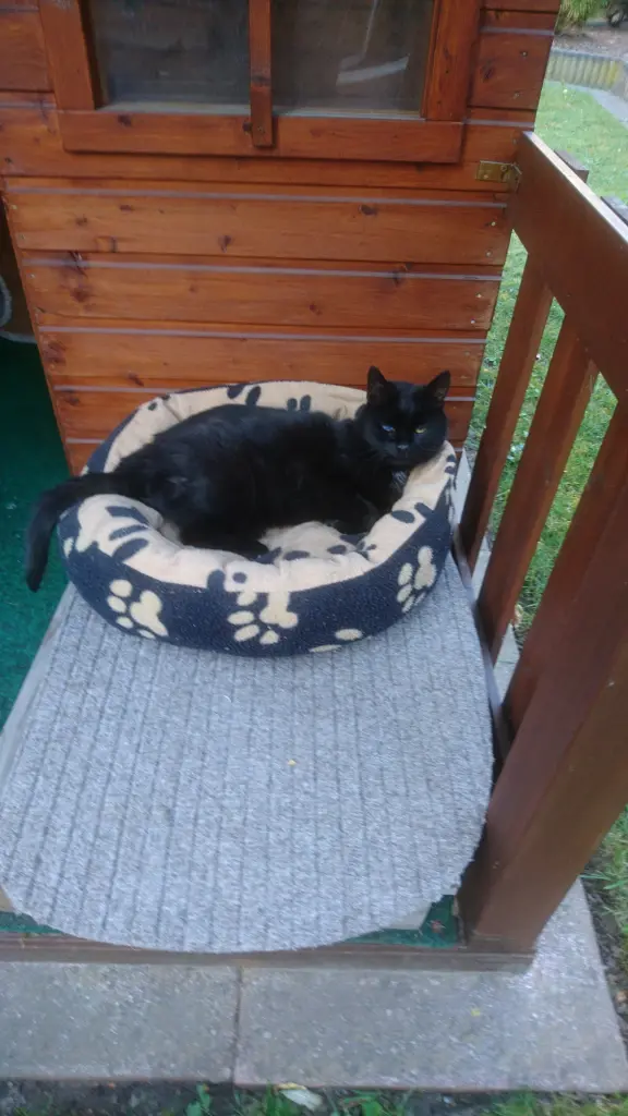 Image from Blacky