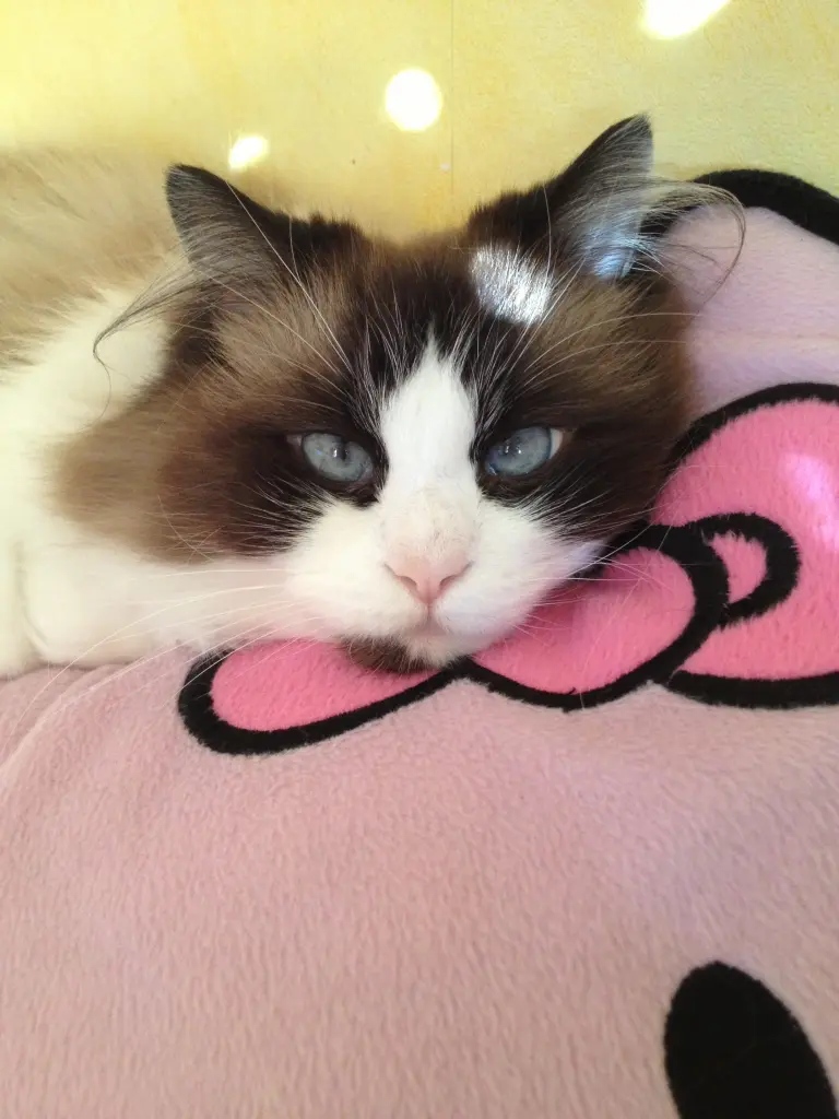 Image from Loui