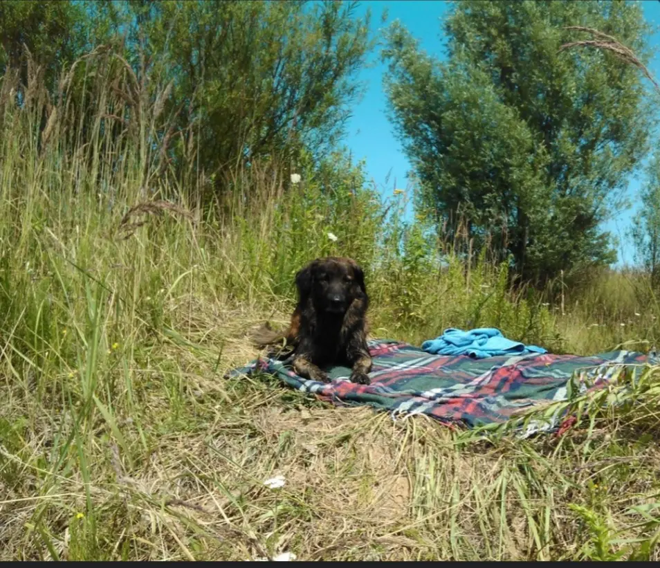 Image from Rambo