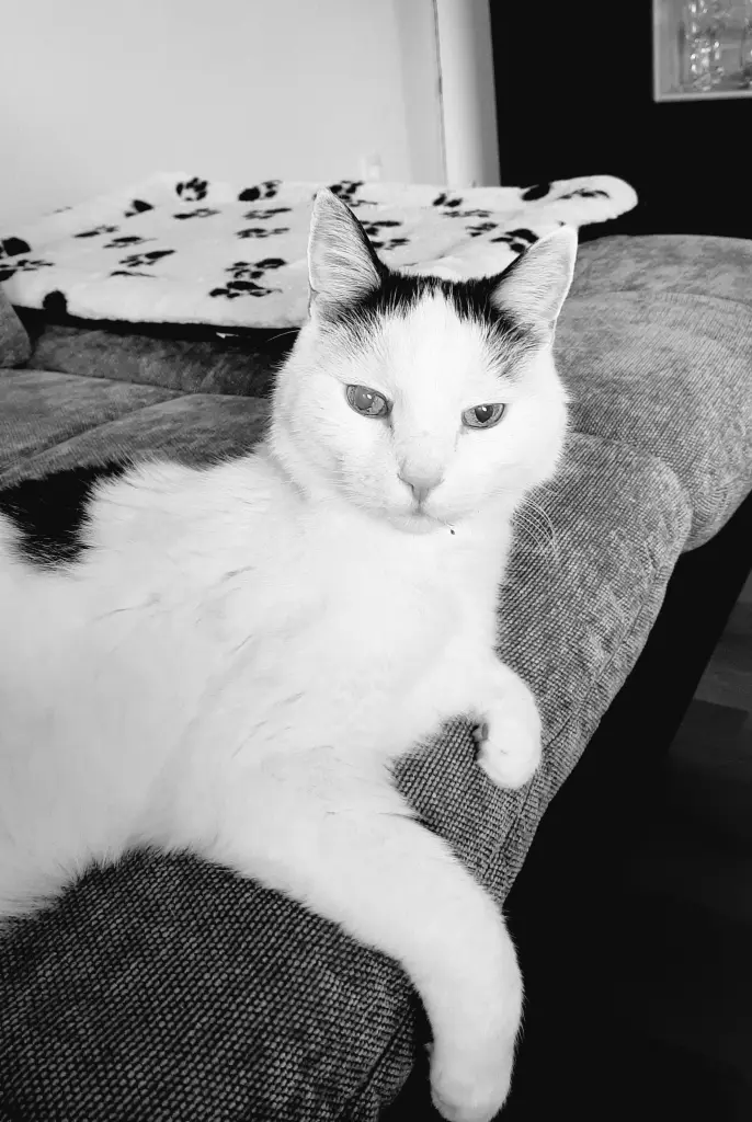 Image from Gismo